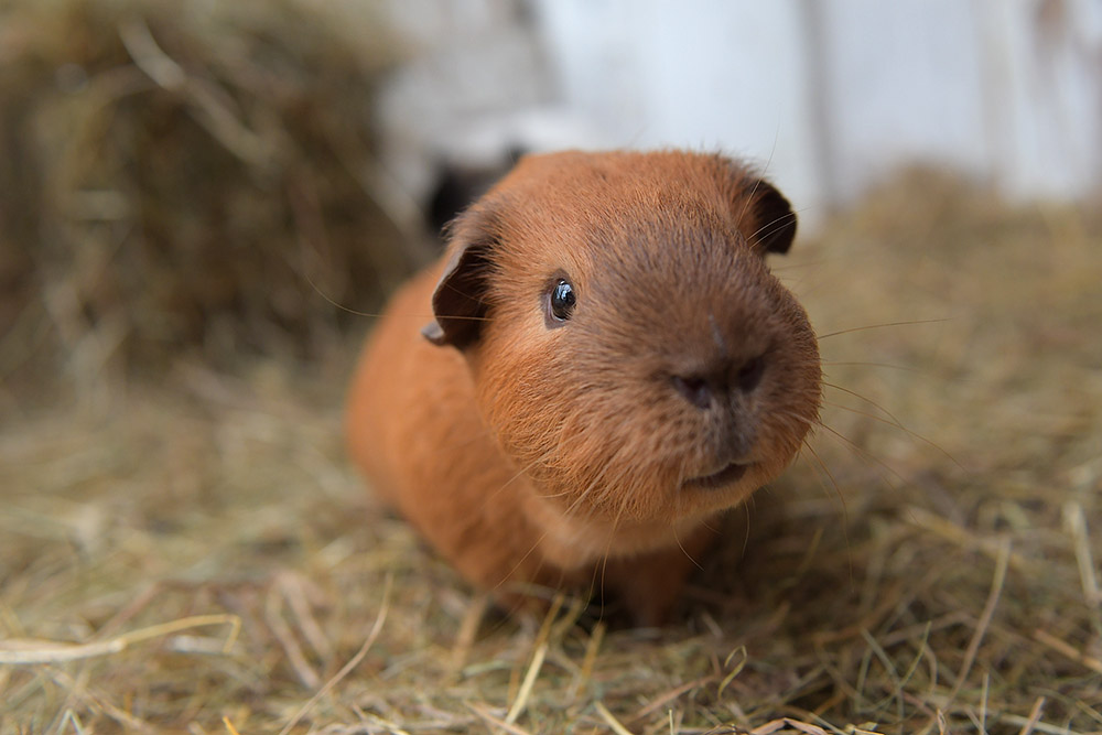 love-guinea-pigs.jpg